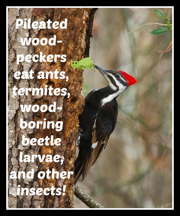 This image of a woodpecker was taken from pixabay and edited in PicMonkey.